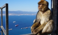 Excursão de 1 dia a Gibraltar com saída de Faro